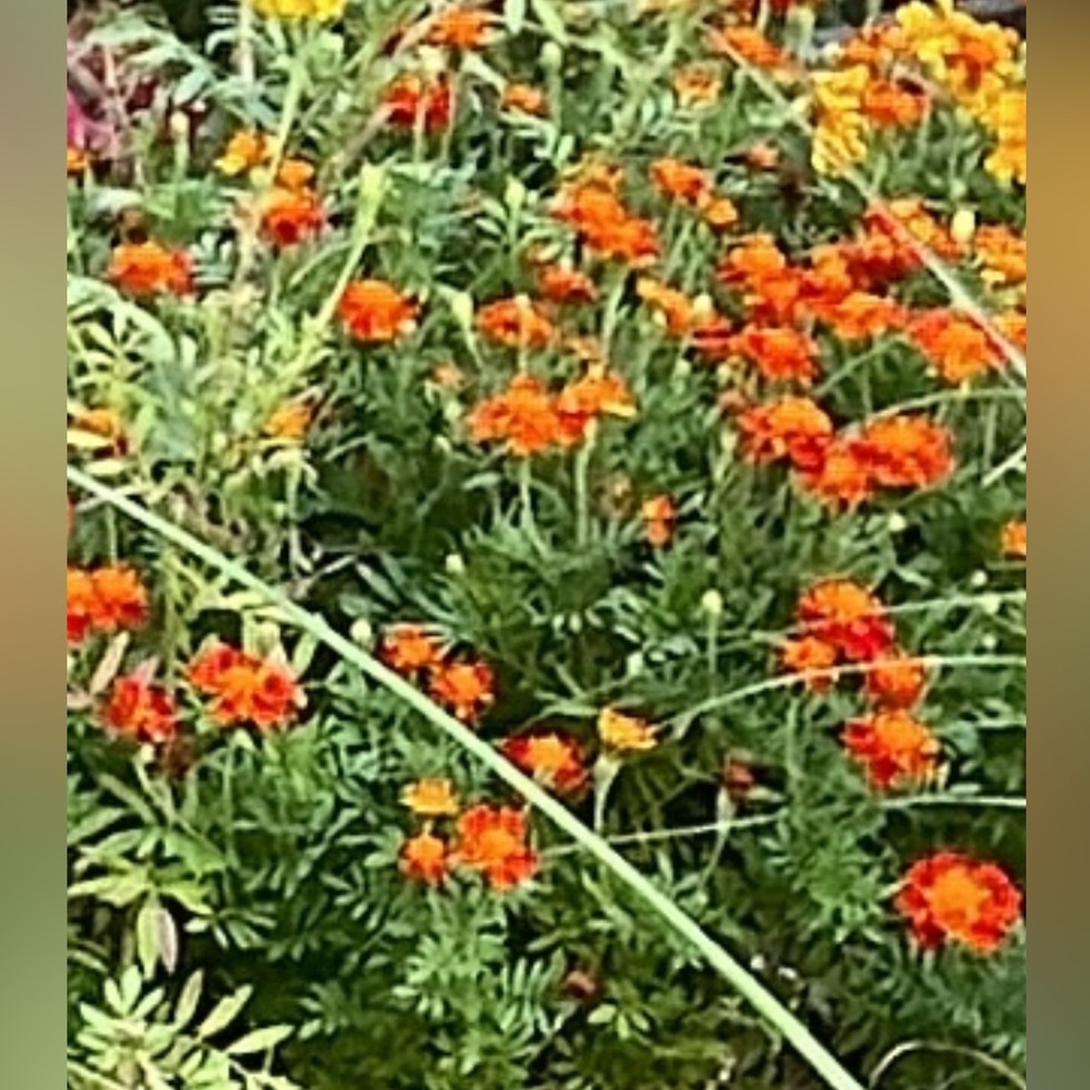 Seeds of 24- 36”  Orange Marigold variety - FREE if you  BUNDLE from my closet
